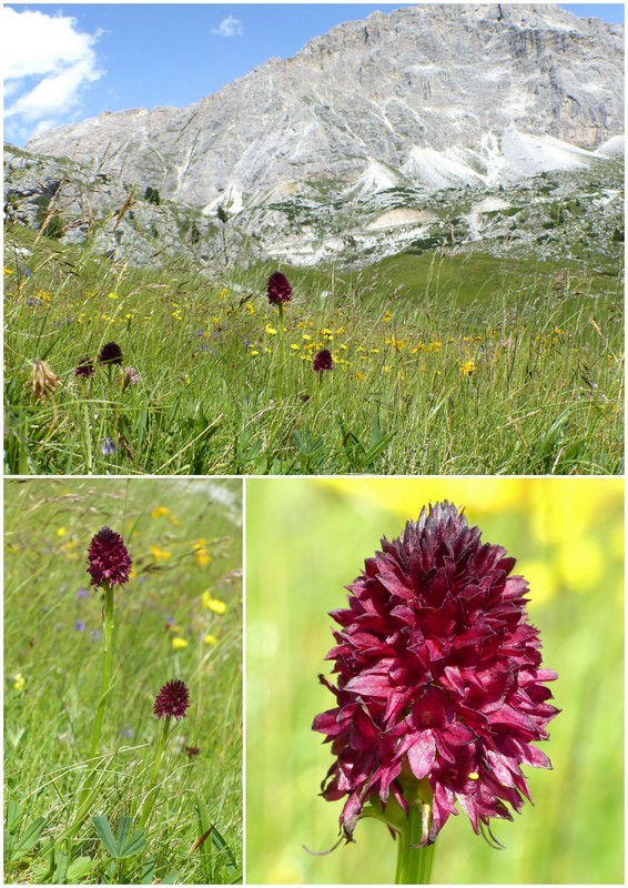 Una giornata a Valparola. Dactylorhiza, Nigritella e grandi montagne!